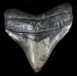 Posterior Megalodon Tooth - Georgia #59233-1